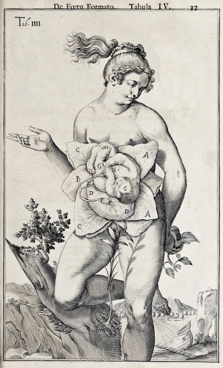 Odoardo Fialetti (1573-1638), ‘De formato foetu (The Formed Fetus), “Bruxellensis Anatomica&rd