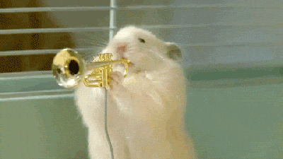 scenemymusic:  Awwwww this is a good one I found that cheered me up! Look how cute they are playing their little instruments! They have their own HAMSTER BAND!!! Heeeeheeeeeeheee