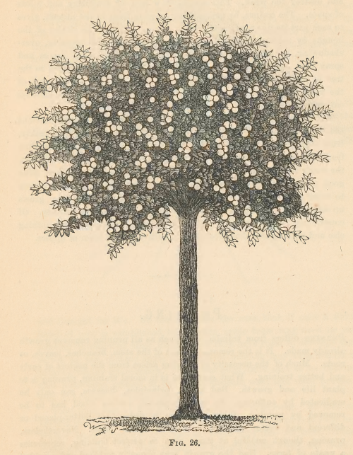 nemfrog: Fig. 26. Pruned apple tree. The apple. 1879.Internet Archive