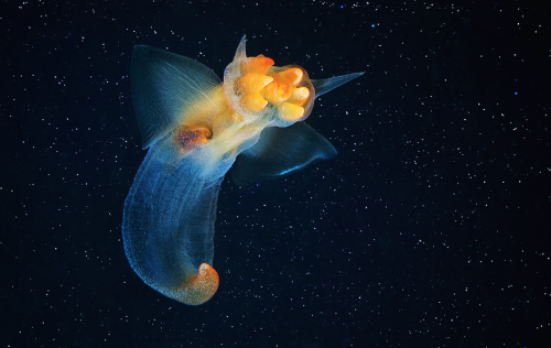 nubbsgalore:this is a sea angel (clione limacina), photographed by alexander semenov swimming with i