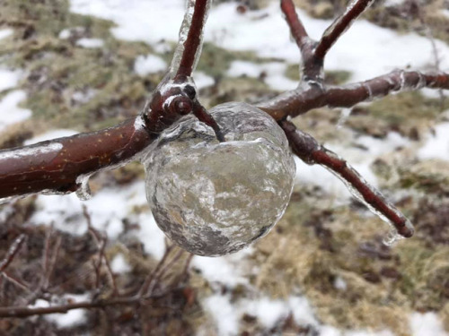 itscolossal:Extreme Temperatures Breed Glassy Hollow Forms Called ‘Ghost Apples’ 