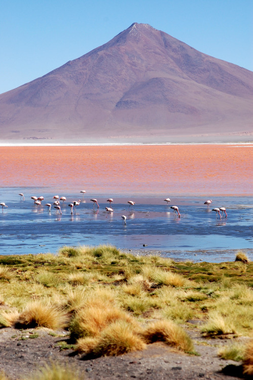 Laguna Colorada - Bolivia (von dmbrickman)