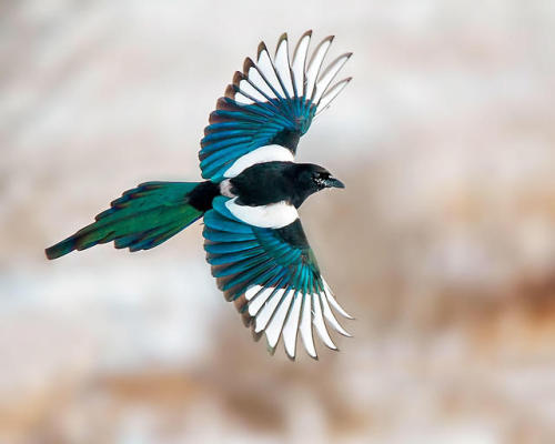 fatedeniedhope:ainawgsd:The black-billed magpie (Pica hudsonia), also known as the American magpie, 