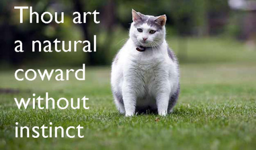 shannananan: kat-howard: dbvictoria: Shakespearean insults, with cats. 7 more here. I did not realiz