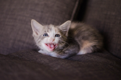 sidetongue:sometimes you just gotta scream a little