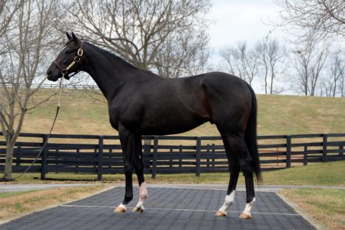 ottbs:Not This Time - 2014 Thoroughbred stallion by Giants Causeway.