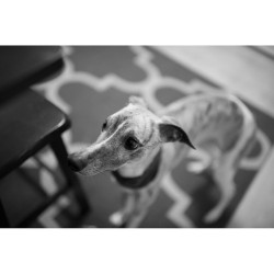 Awhippetnamedenzo:  Whatcha Doin’? __________________________________ #Enzothewhippet