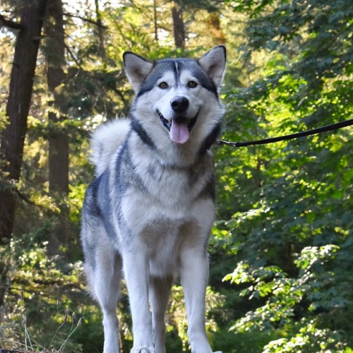 Willow enjoying her evening walk!