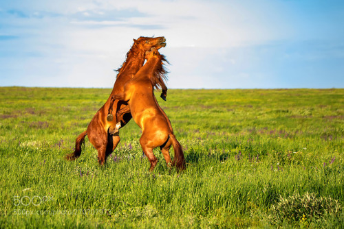 Fighting wild stallions on summer meadow
