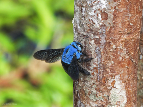 shatterpath: onenicebugperday:Cerulean carpenter bee, Xylocopa caerulea, Xylocopinae, ApidaeFound in