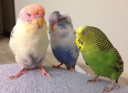 dashkii:  clifftopsintheskies:  they look like they’re harmonizing. like a small birdshop trio   *hmmmm mmm*