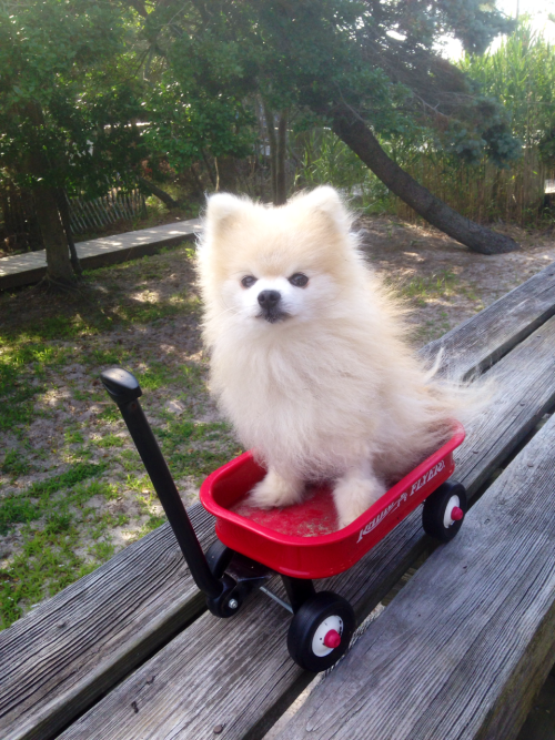 tommypom:  My wagon.