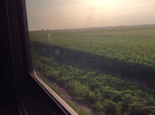 chavisory:Train pictures for @into-the-weeds!  This is the Amtrak Southwest Chief from Chicago 