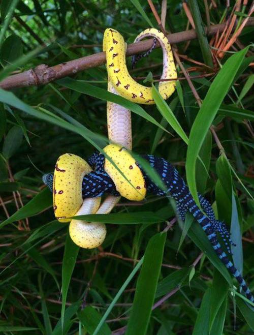 Baby green tree python (Morelia viridis) eating a baby blue tree monitor (Varanus macraei). Credit: 