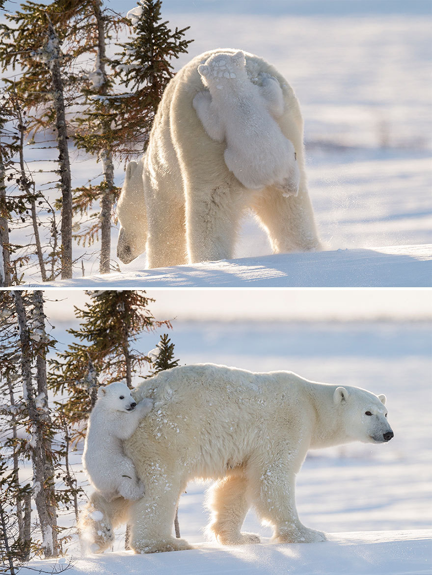 boredpanda:   15+ Un-Bear-Ably Cute Momma Bears Teaching Their Teddy Bears How To