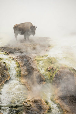 ternpest:  (via 500px / Steamy bison! by Peter Cairns) 