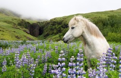tryagaindairy:   Icelandic Stallion In The Lupins    by Heather Swan 