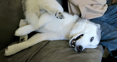 Snow Dogs Vlogs - MEMPHIS ARE YOU BROKEN?