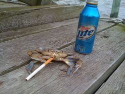 gifsboom:  Crabs with cigarettes   shleg