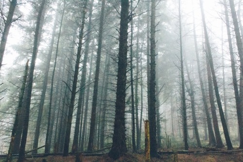 dpcphotography:Into the woods ☁️🍂