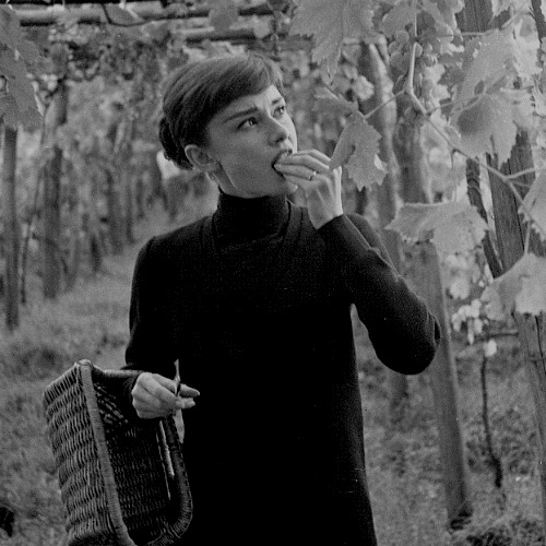 andrcmedies: Audrey Hepburn in her Italian vineyard, 1955