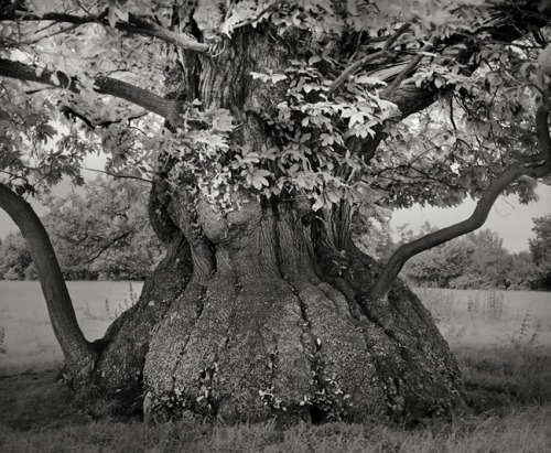 universal3love:maxitendance:  The Most Spectacular Living Monuments of the Earth photographed by Beth Moon    Just magnificent!