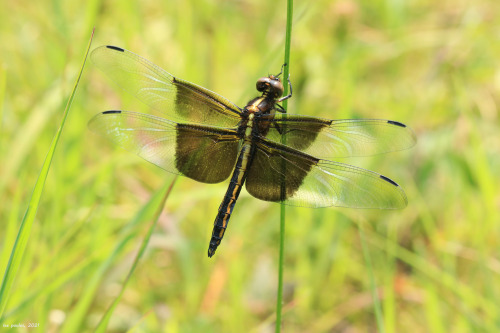 I was finally able to get a female widow skimmer (Libellula luctuosa) to pose for me on Snake Hill y