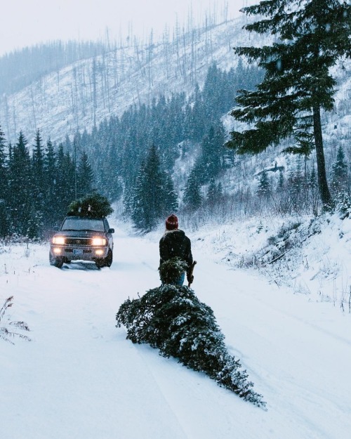 oldfarmhouse:“We spent the day looking for a tree that didn’t look like all the others. 