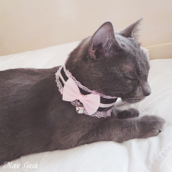 lunarkittencreations:  gasaii:  my kitty decided to model the collar for me [♥]  she looks lovely! &lt;3 