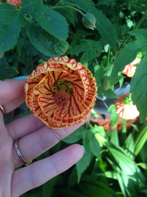 plantyr:  lil' nature blog 