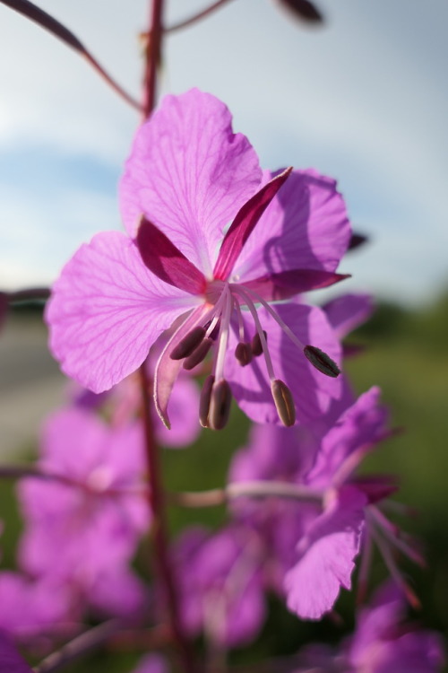 Chamerion angustifolium — rosebay willowherb a.k.a. fireweed