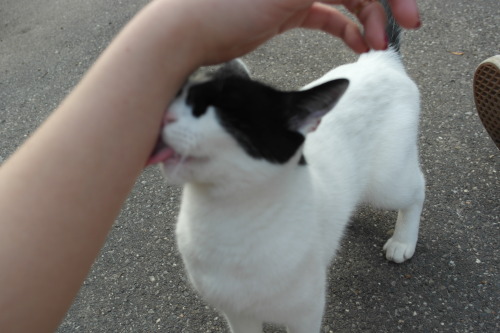 pueriluna: a cat kissed me yesterday and i didnt even know her  U has a flavor.