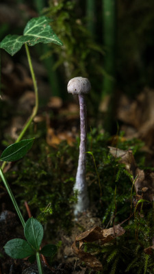 blooms-and-shrooms:   	Thiner and taller - Laccaria amethystea - Clitocybe améthyste by Vincent Lagardère     