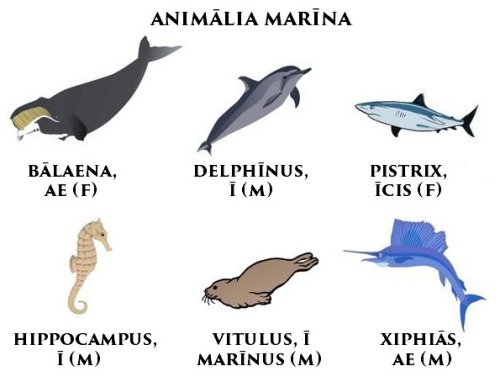 Bene! Sed, ut stricte dicamus, altera littera i verbi “pistrix” longa est, nam vocalis longa quae in