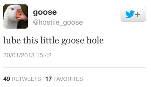 the-absolute-funniest-posts:  My lovely followers, please follow this blog immediately!