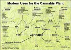 6weedgod:  The Uses of Cannabis #6WeedGod