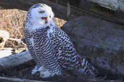 daily-owls:    Snowy Owl © by The “Digital Surgeon” on Flickr.