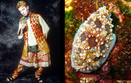 A magnificent gem.Bowie :: Nudi