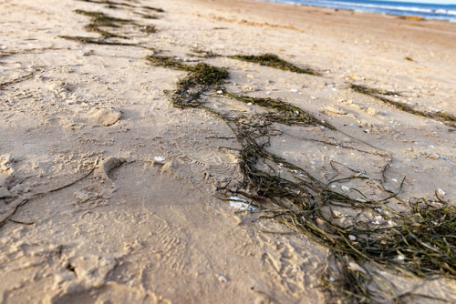 Tracks in the sand.Usedom, Baltic Sea.