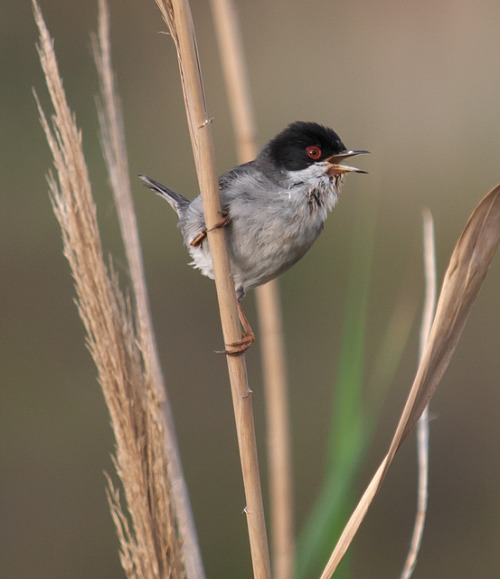 Curruca cabecinegra, Sylvia melanocephala by escribirconlacabeza on Flickr.