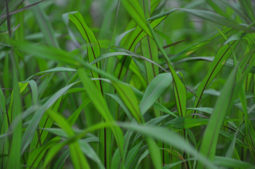 Ornamental millet.  Been more and more busy with doing work-related internet things.  I&rsquo;m doin