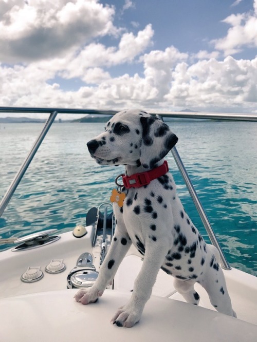 sailingsoul90: Cutest pup award goes to this little buddy