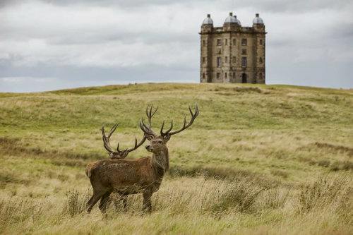 pagewoman:Stags,Lyme Park, Disley, Cheshire, Englandvia national trust