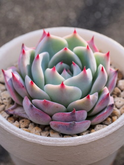 markunsan: Echeveria chihuahuaensis