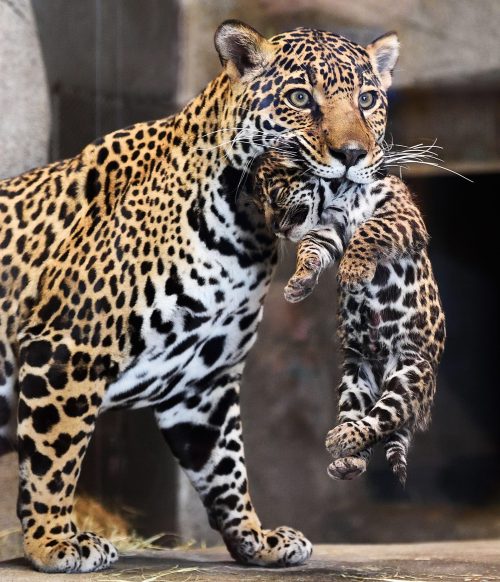 sdzoo:Photo by Debbie Beals