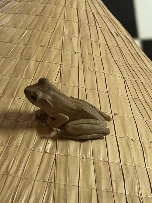 Froggo Spotted On Conical Hat