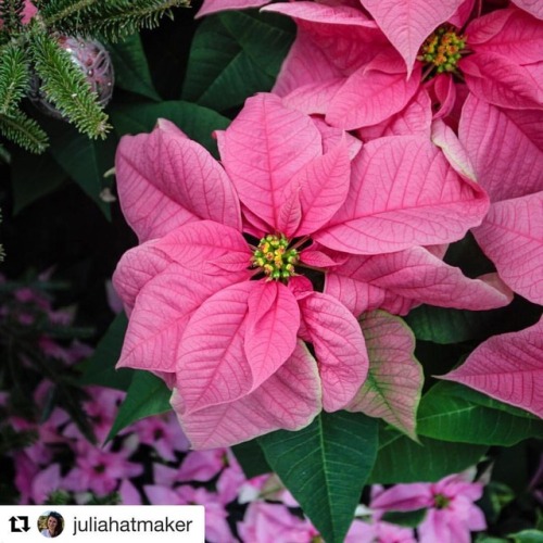 #Repost @juliahatmaker with @get_repost ・・・ The pink poinsettias were my favorite flower at Longwood