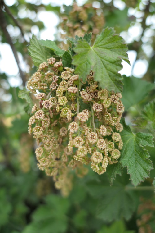 Ribes rubrum — redcurrant