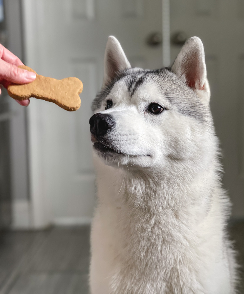 Peanut Butter Oat Dog Treats