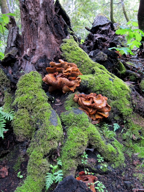 libutron:Unidentified but incredible fungus.